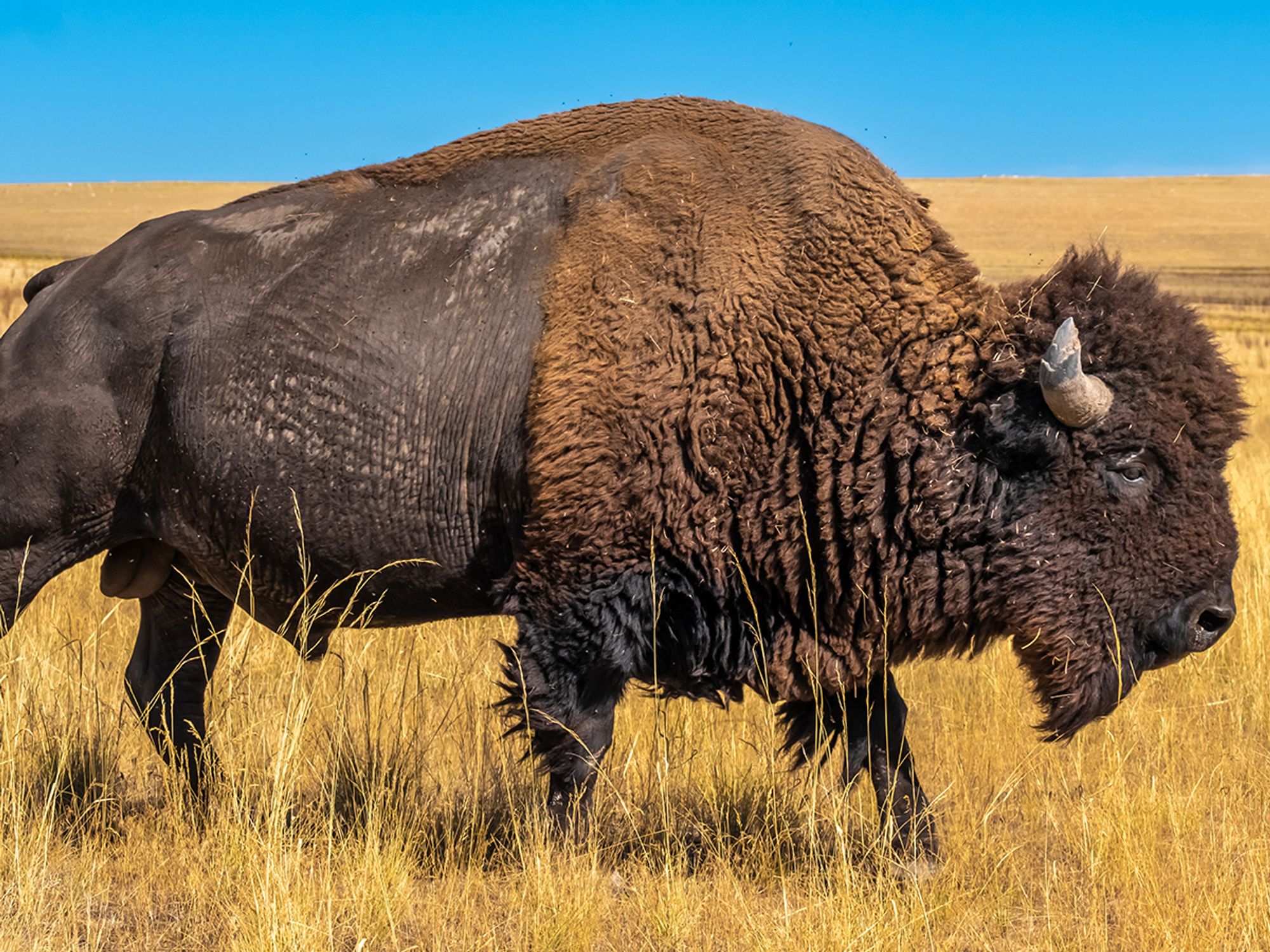 Endagered Species Act (ESA)