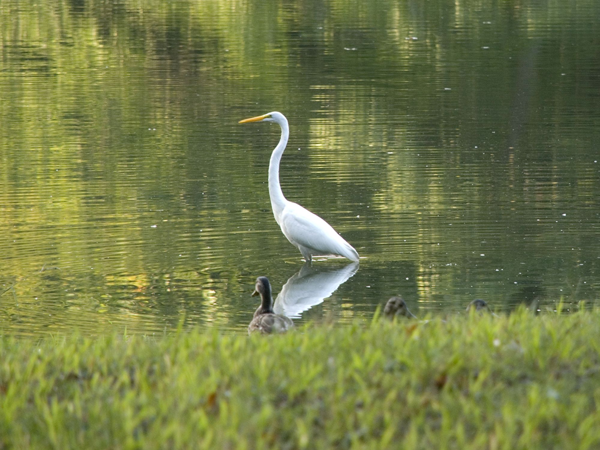 What species are protected?