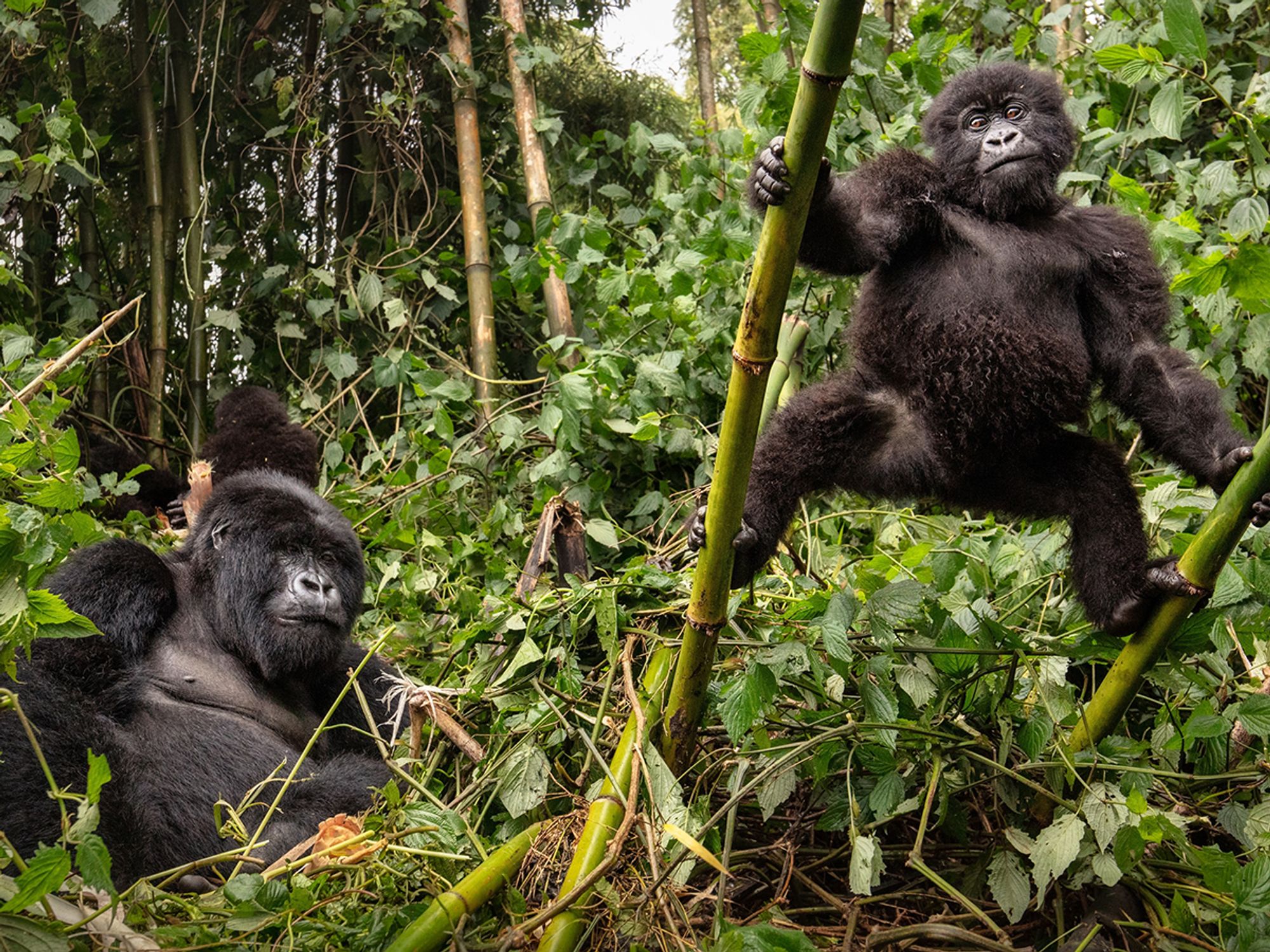 Convention on International Trade in Endangered Species of wild Fauna and Flora (CITES)