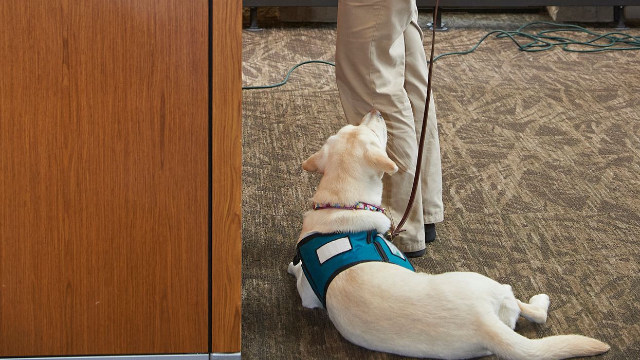 Help! An employee wants to bring an emotional support animal to work