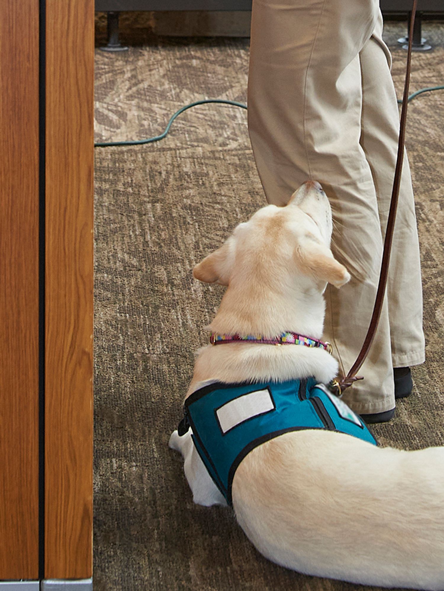 Help! An employee wants to bring an emotional support animal to