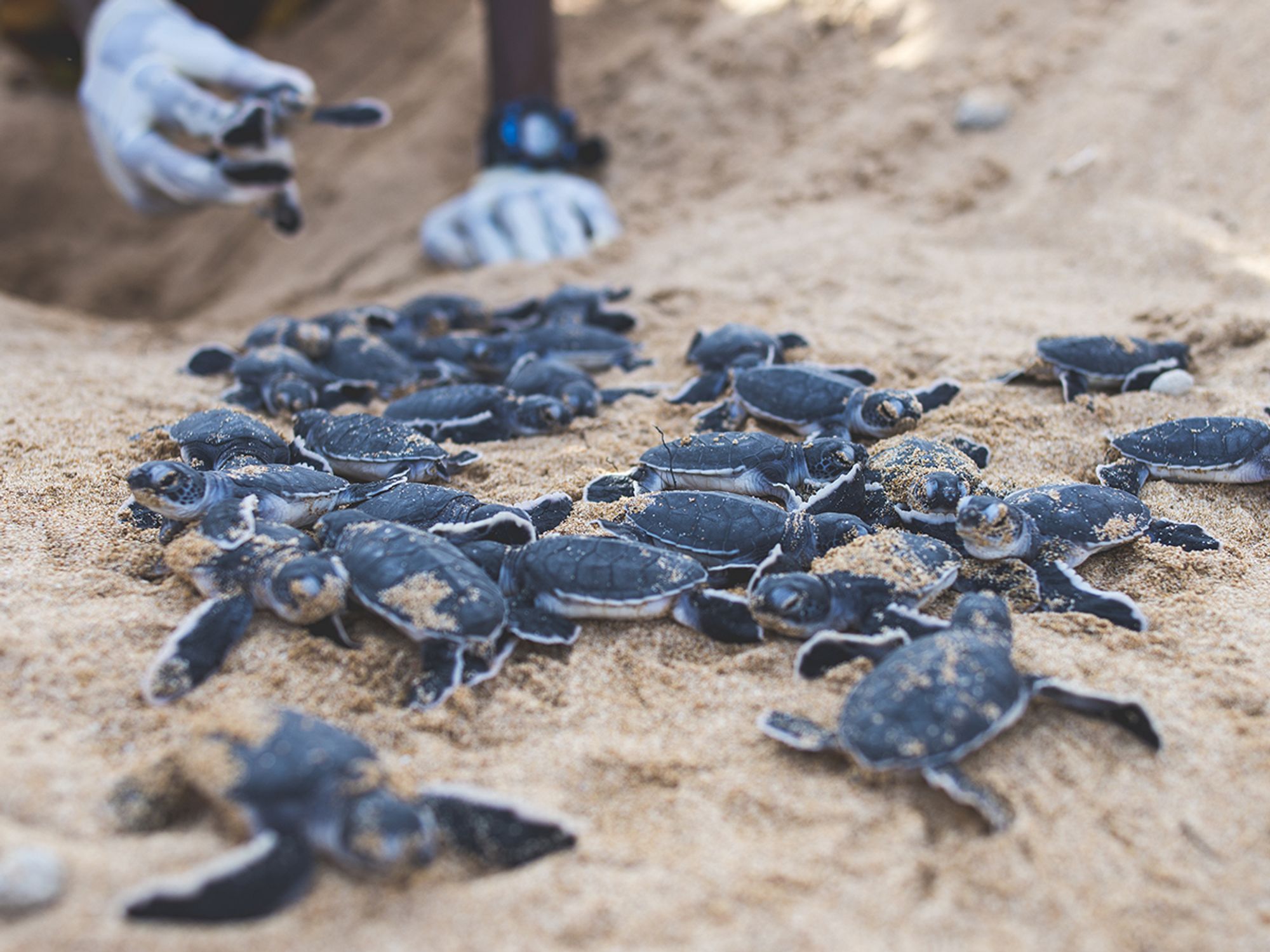 How are species protected?