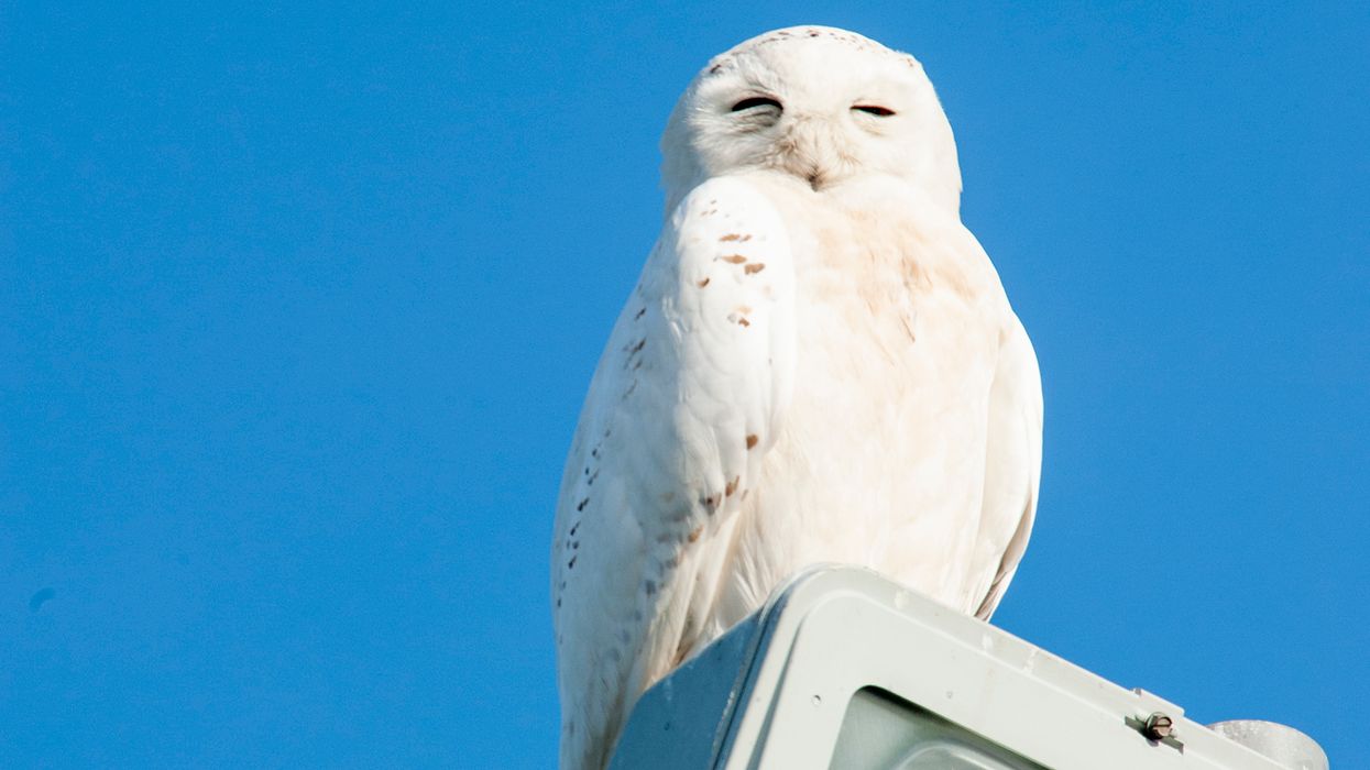 Employer responsibilities in protecting endangered species