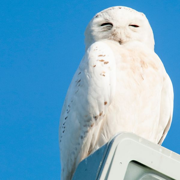 Employer responsibilities in protecting endangered species