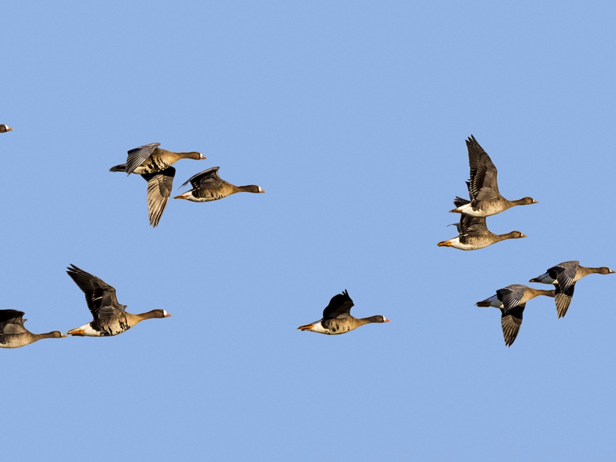 Migratory Bird Treaty Act (MBTA)
