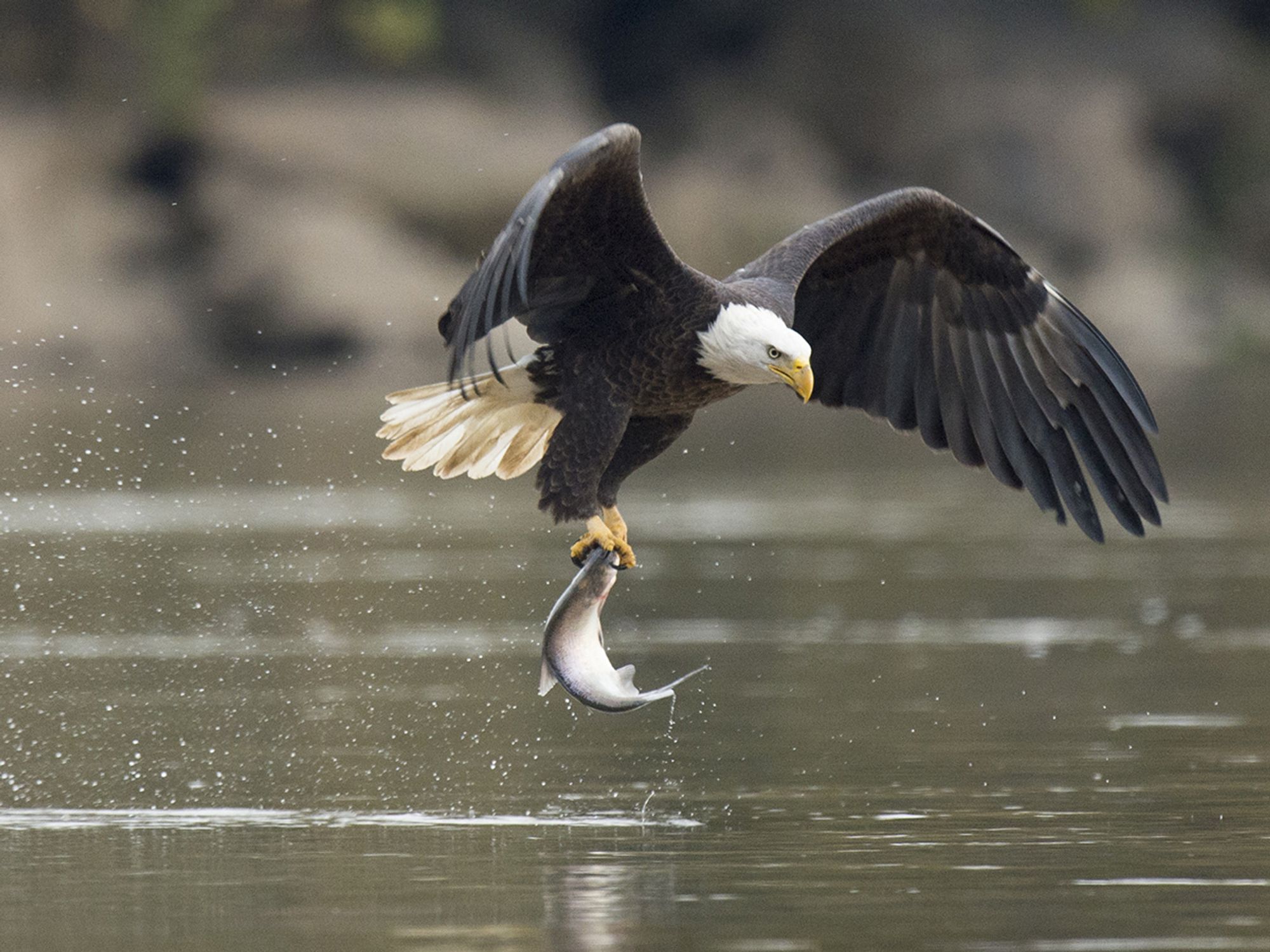 Migratory Bird Treaty Act (MBTA)