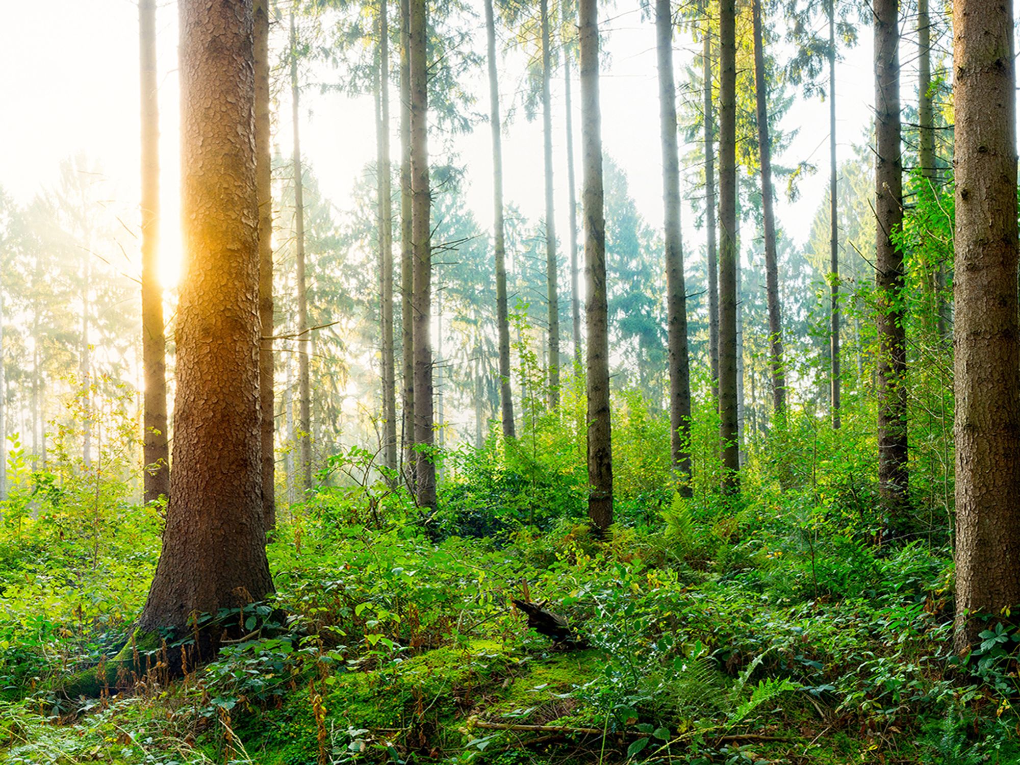 Sustainable Forestry Initiative® (SFI)