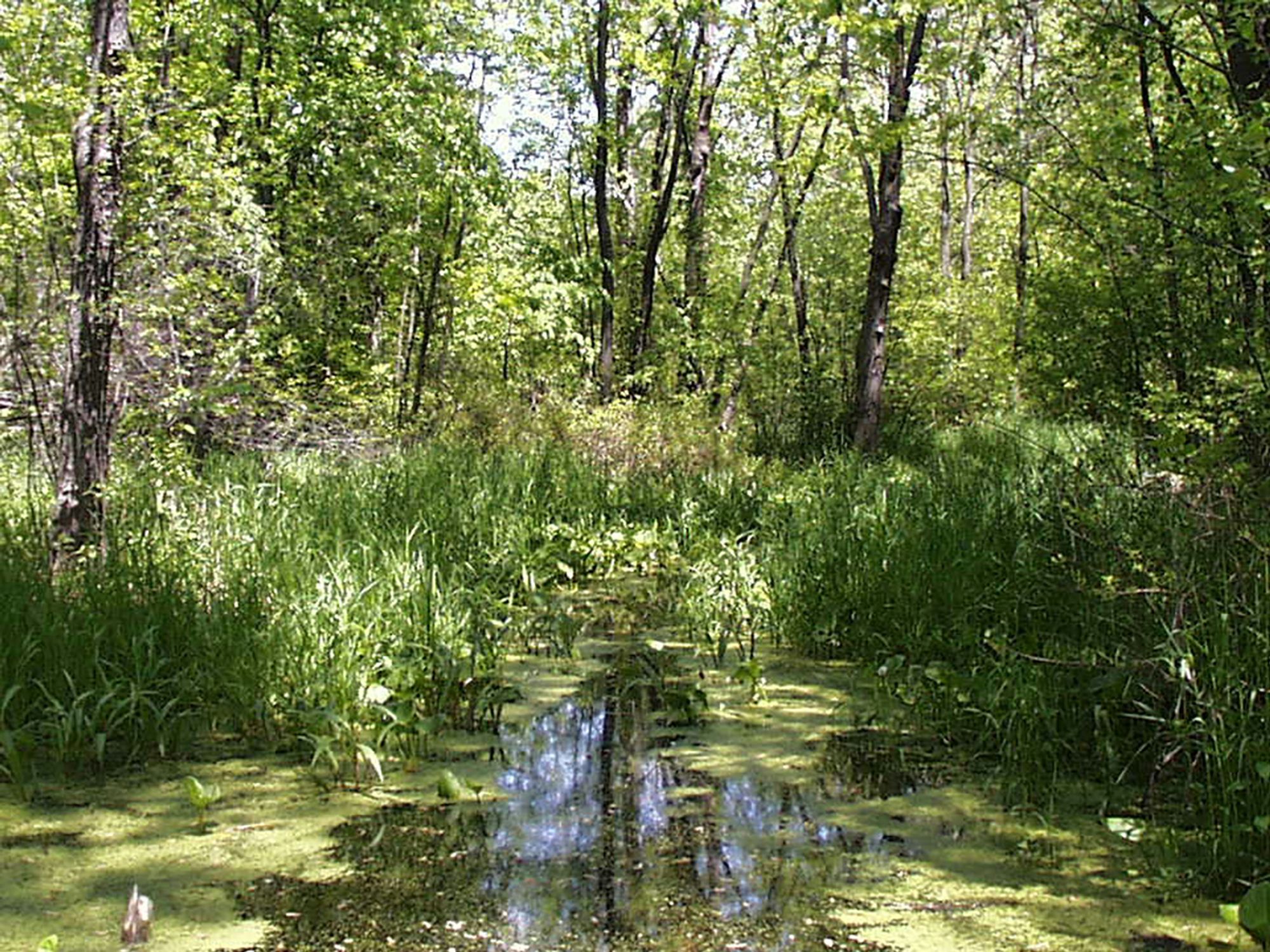 What are the benefits of each type of renewable energy?