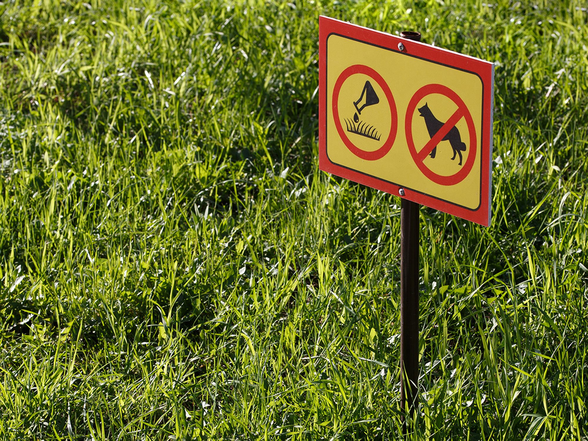 Incidents involving pets and domestic animals