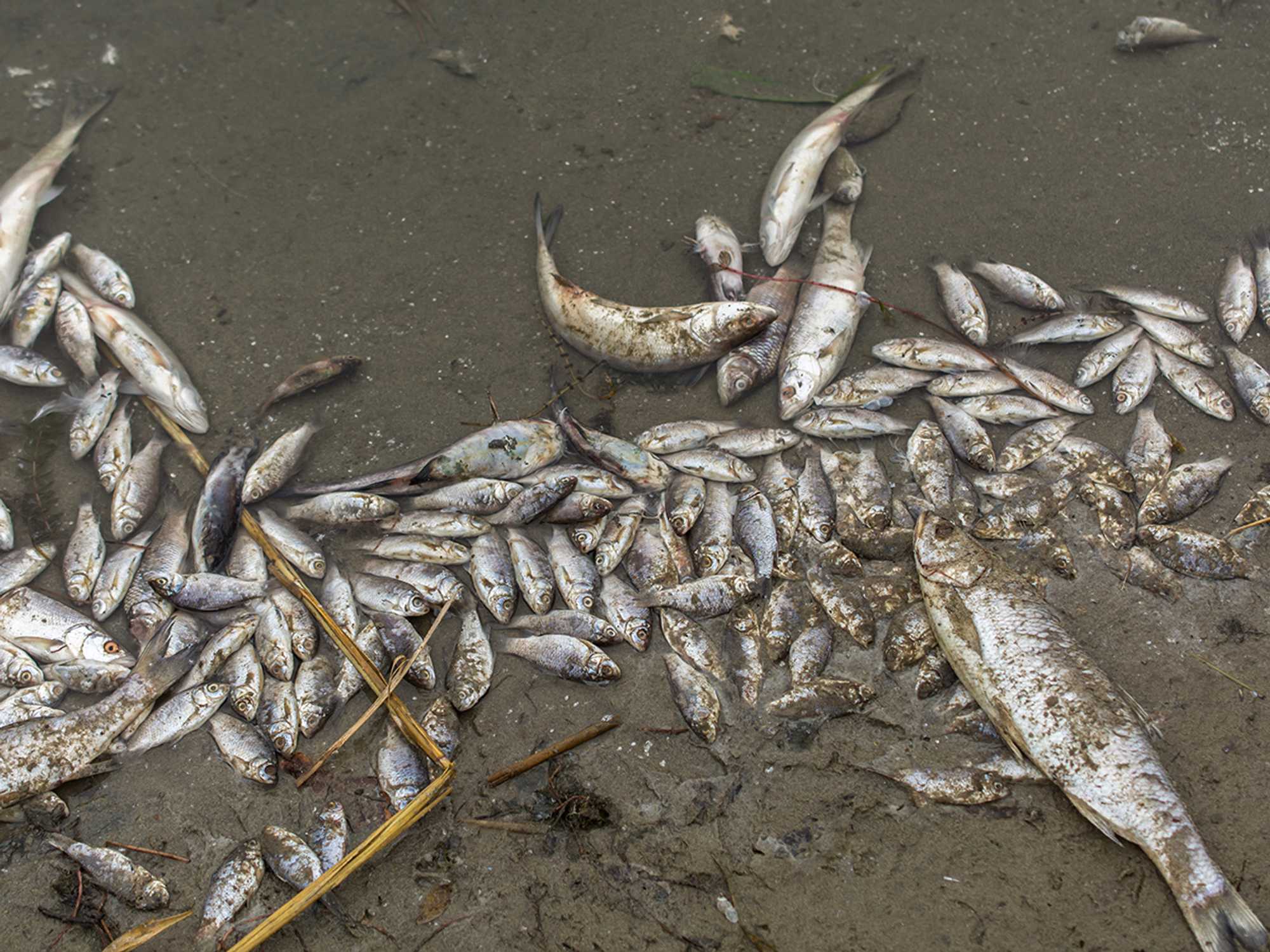 Incidents involving fish, wildlife, the environment, and pollinators