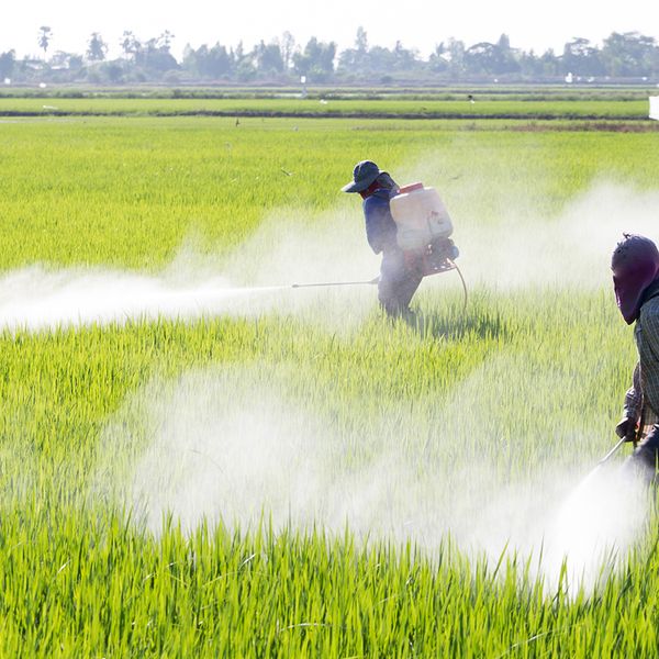 Decode the symptoms: Flu, heat exhaustion, or pesticide poisoning?