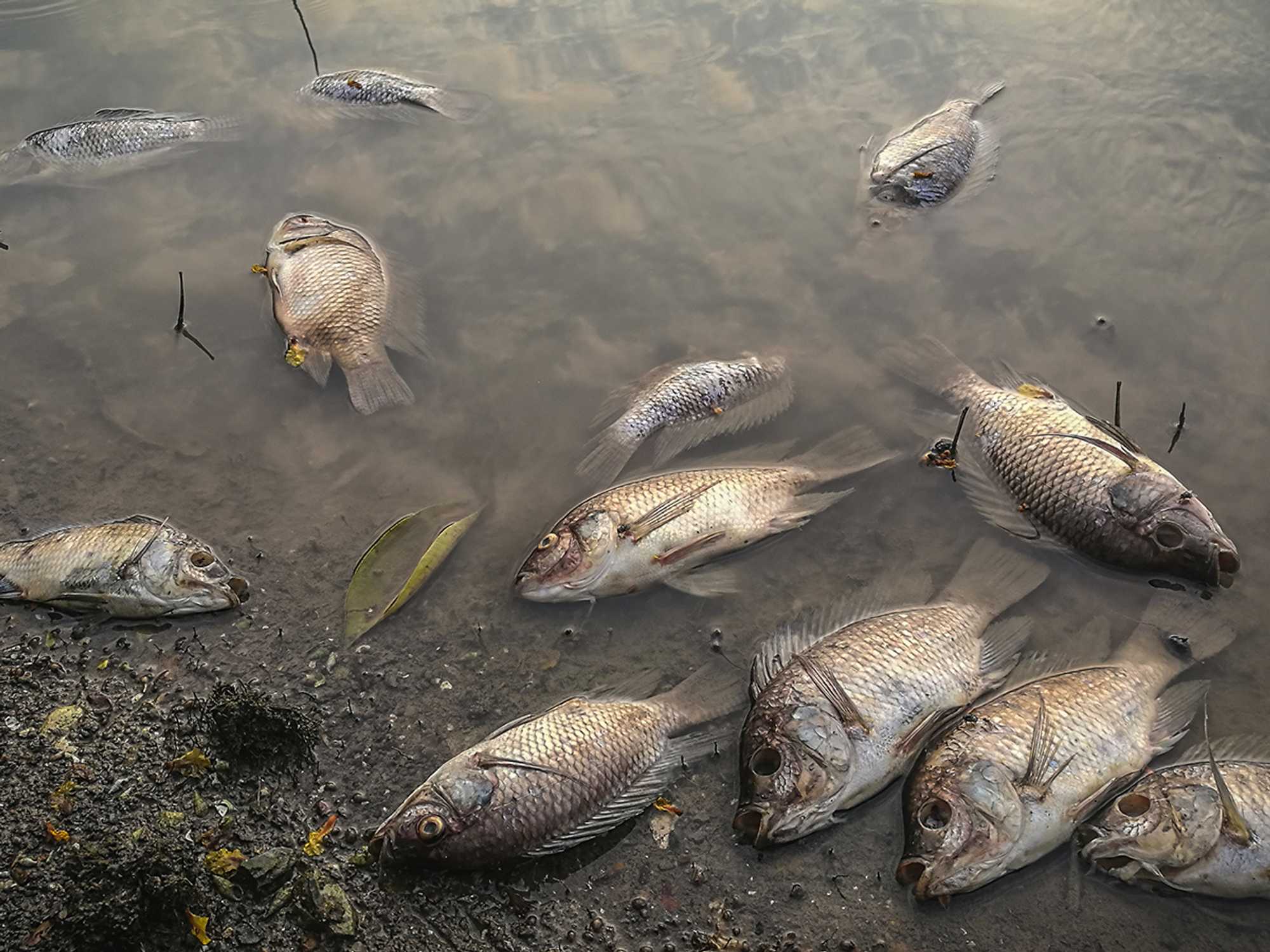 Persistent, bioaccumulative, and toxic (PBT) chemical substances