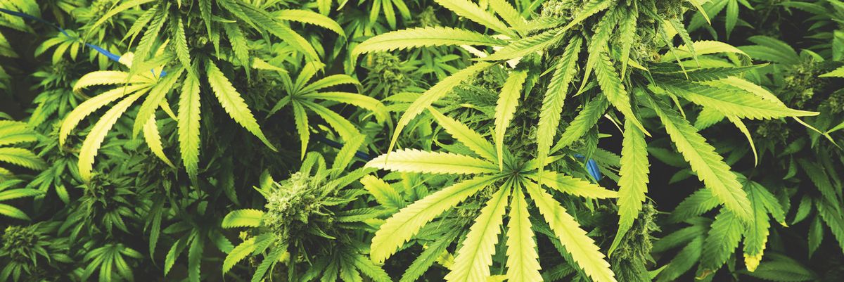 Handling marijuana, CBD, and a drug-free workplace: Dealing with drivers, safety, and employee rights