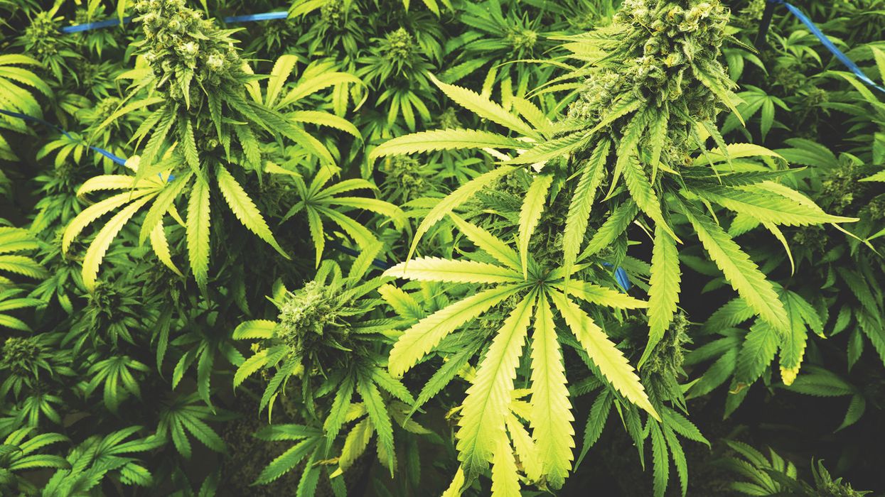 New marijuana laws go into effect soon: is your workplace ready?