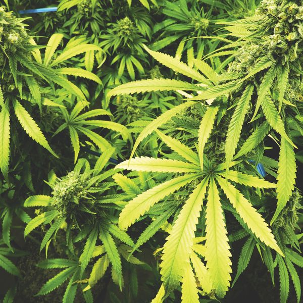 Marijuana takes the spotlight on April 20