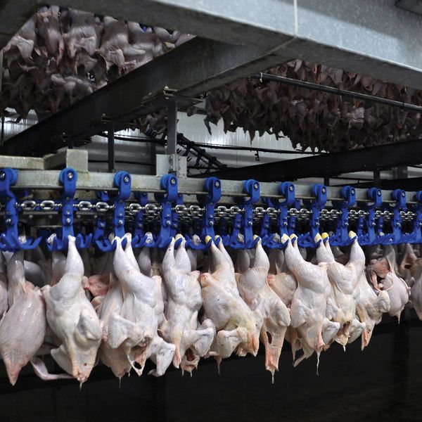 Cranked up line speeds may continue at waived meat plants, USDA says