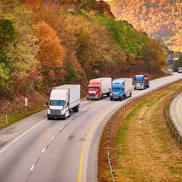Don’t get bitten by the spotted lantern fly