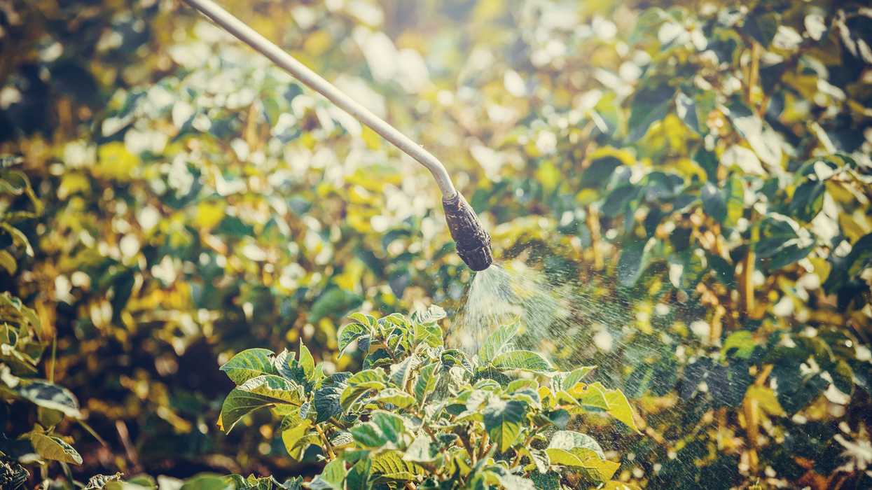 Pesticide tolerances set for ethalfluralin and deltamethrin