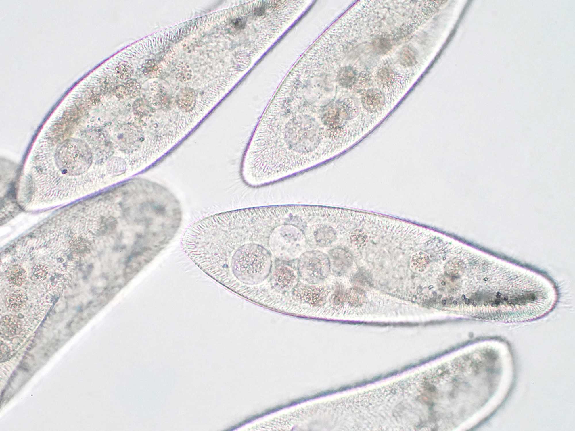 Microbial Commercial Activity Notice (MCAN)