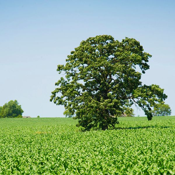 Ethanol – A corny way to reduce emissions