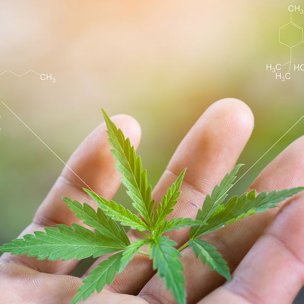 Higher and higher – Marijuana used by more than 1 in 5, national survey finds