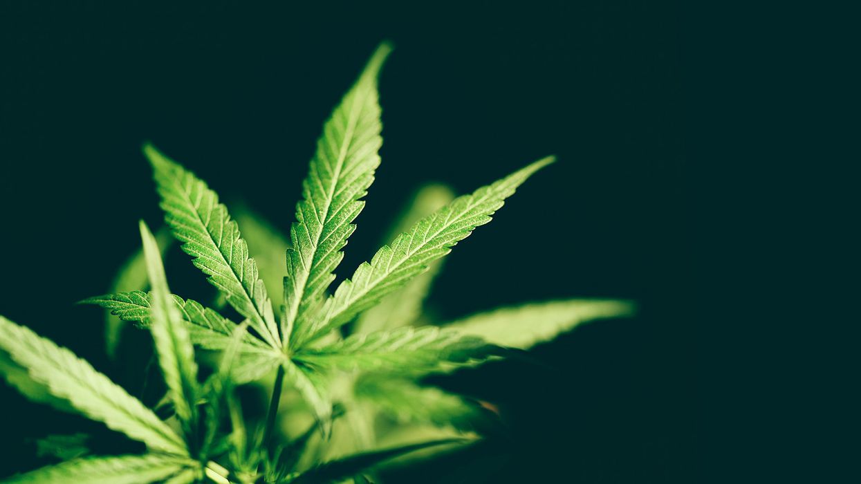 Up in smoke: The ADA does not protect marijuana use