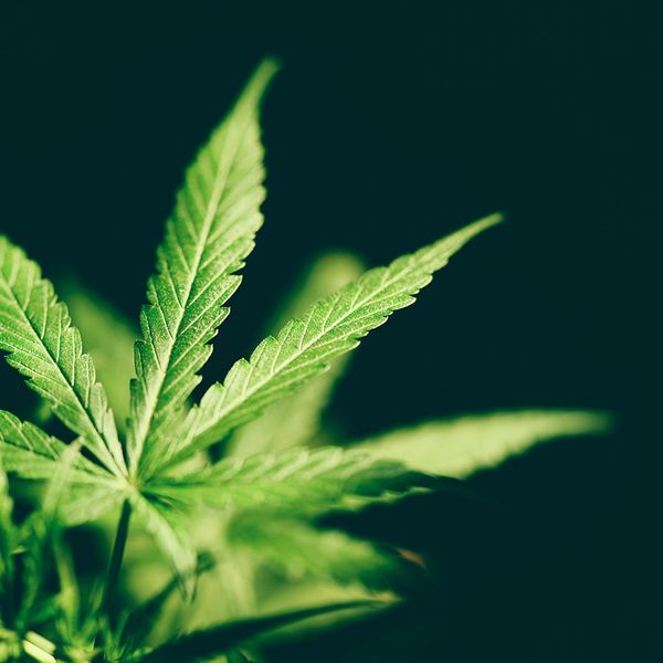 Up in smoke: The ADA does not protect marijuana use