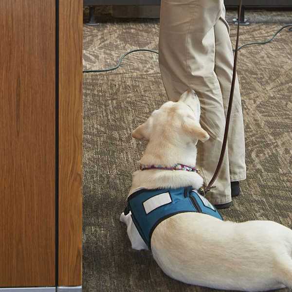 Help! An employee wants to bring an emotional support animal to work