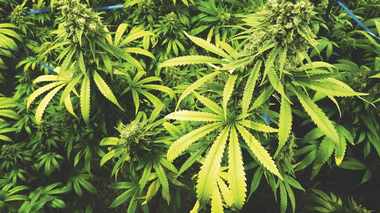 New medical marijuana law offers 4 tips for employers