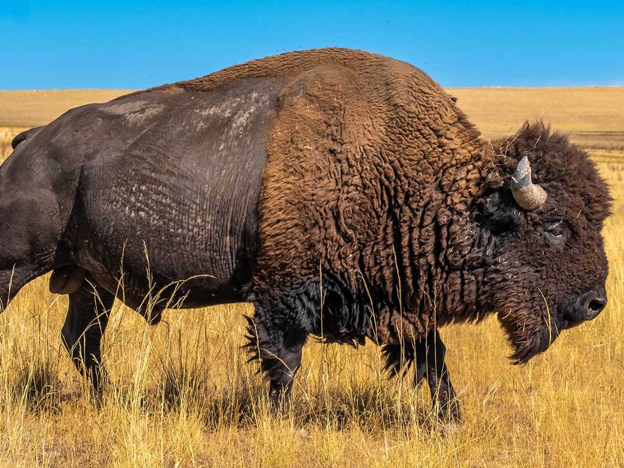 Endagered Species Act (ESA)
