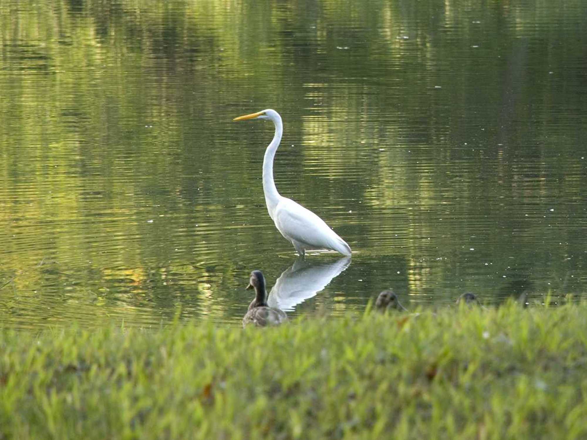 What species are protected?