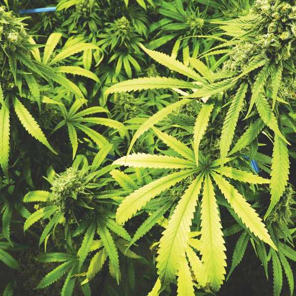 Does marijuana matter when you’re hiring?