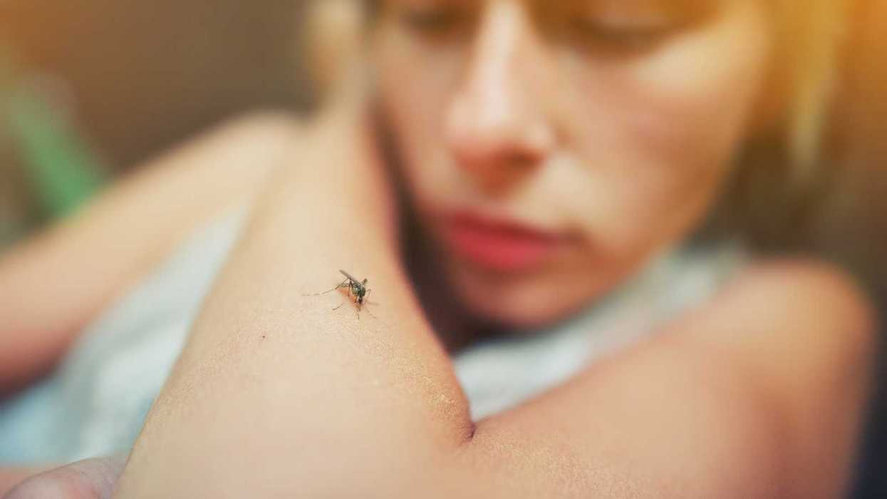 When summer shows up, so do the bugs