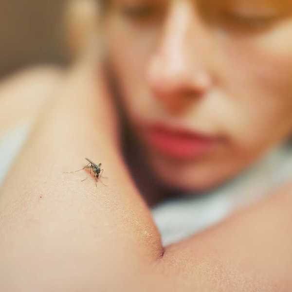 When summer shows up, so do the bugs